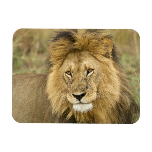 Kenia Masai Mara Magneet (Horizontaal)