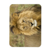 Kenia Masai Mara Magneet (Verticaal)