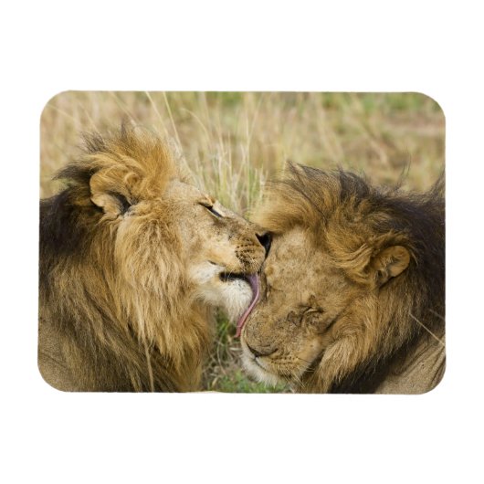 Kenia, Masai Mara Magneet (Horizontaal)