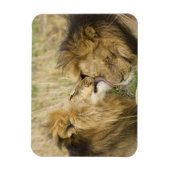 Kenia, Masai Mara Magneet (Verticaal)