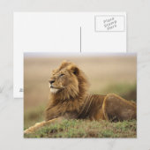 Kenia, Masai Mara | Mannelijke leeuw Briefkaart (Voorkant / Achterkant)