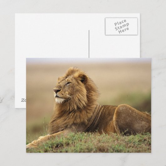 Kenia, Masai Mara | Mannelijke leeuw Briefkaart (Voorkant / Achterkant)