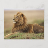 Kenia, Masai Mara | Mannelijke leeuw Briefkaart (Voorkant)