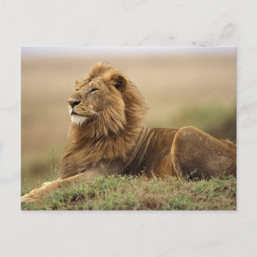 Kenia, Masai Mara | Mannelijke leeuw Briefkaart (Voorkant)