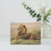 Kenia, Masai Mara | Mannelijke leeuw Briefkaart (Staand voorkant)
