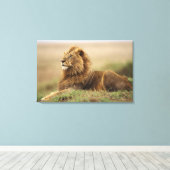 Kenia, Masai Mara | Mannelijke leeuw Canvas Afdruk (Insitu (Houten vloer))