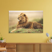 Kenia, Masai Mara | Mannelijke leeuw Canvas Afdruk (Insitu (Woonkamer))