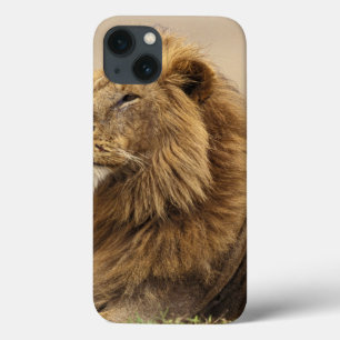Kenia, Masai Mara   Mannelijke leeuw iPhone 13 Hoesje