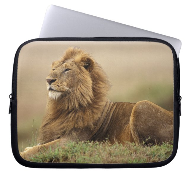 Kenia, Masai Mara | Mannelijke leeuw Laptop Sleeve (Voorkant)