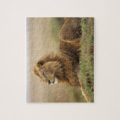 Kenia, Masai Mara | Mannelijke leeuw Legpuzzel (Verticaal)
