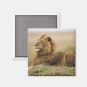 Kenia, Masai Mara | Mannelijke leeuw Magneet (Voorkant / Achterkant)