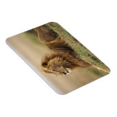 Kenia, Masai Mara | Mannelijke leeuw Magneet (Rechterzijde)