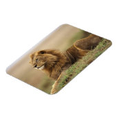 Kenia, Masai Mara | Mannelijke leeuw Magneet (Linkerzijde)