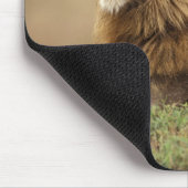 Kenia, Masai Mara | Mannelijke leeuw Muismat (Hoek)