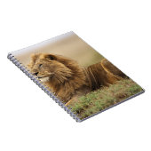 Kenia, Masai Mara | Mannelijke leeuw Notitieboek (Rechterzijde)