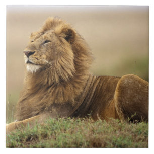 Kenia, Masai Mara   Mannelijke leeuw Tegeltje