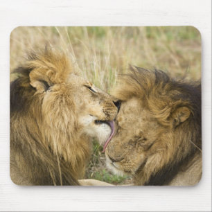 Kenia, Masai Mara Muismat