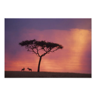 Kenia: Masai Mara Nationaal Park, Zonsondergang. Foto Afdruk