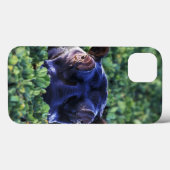 Kenia, Masai Mara National Reserve. Case-Mate iPhone Case (Achterkant (horizontaal))