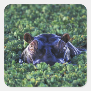 Kenia, Masai Mara National Reserve. Vierkante Sticker