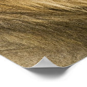 Kenia, Masai Mara. Sluiting van een mannelijke lee Poster (Hoek)