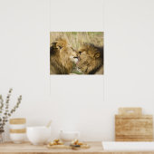 Kenia, Masai Mara. Sluiting van een mannelijke lee Poster (Keuken)