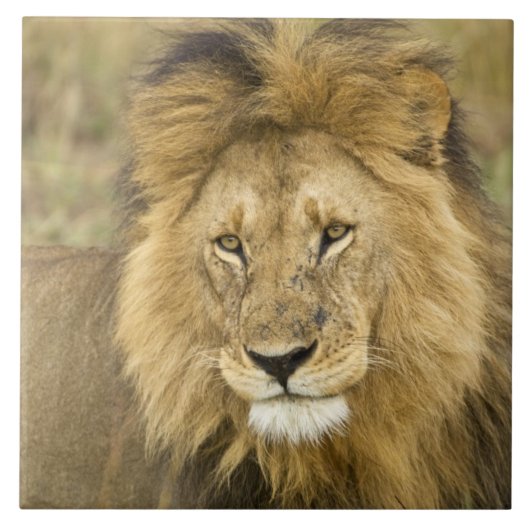 Kenia Masai Mara Tegeltje (Voorkant)