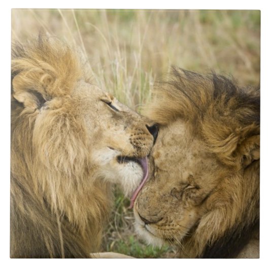 Kenia, Masai Mara Tegeltje (Voorkant)