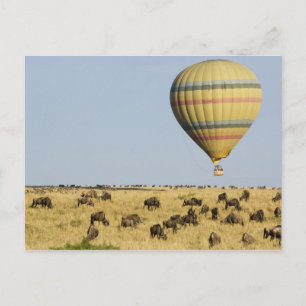 Kenia, Masai Mara. Toeristen varen in een luchtbal Briefkaart