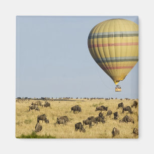 Kenia, Masai Mara. Toeristen varen met een heteluc Magneet