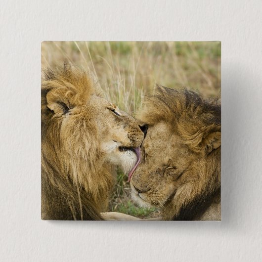 Kenia, Masai Mara Vierkante Button 5,1 Cm (Voorkant)