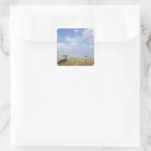 Kenia, Masai Mara Vierkante Sticker (Tas)