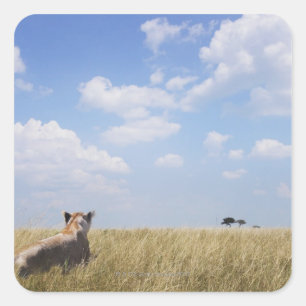 Kenia, Masai Mara Vierkante Sticker