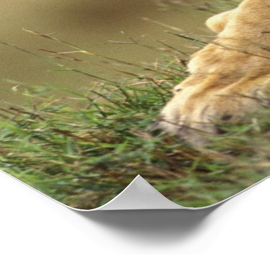 Kenia, Masai Mara. Volwassen mannelijke leeuw op t Poster (Hoek)