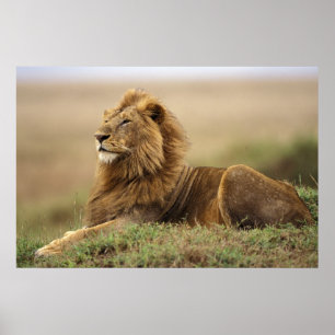 Kenia, Masai Mara. Volwassen mannelijke leeuw op t Poster