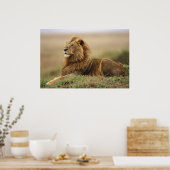 Kenia, Masai Mara. Volwassen mannelijke leeuw op t Poster (Keuken)