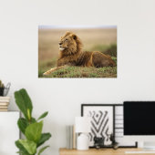 Kenia, Masai Mara. Volwassen mannelijke leeuw op t Poster (Thuiskantoor)
