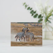 Kenia - Nairobi - Zebra's in het Amboseli National Briefkaart (Staand voorkant)