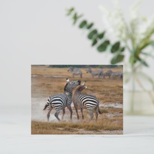 Kenia - Nairobi - Zebra's in het Amboseli National Briefkaart (Staand voorkant)