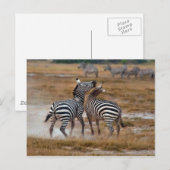 Kenia - Nairobi - Zebra's in het Amboseli National Briefkaart (Voorkant / Achterkant)