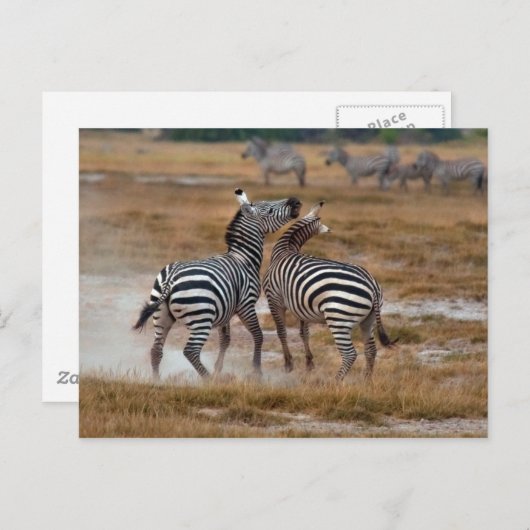 Kenia - Nairobi - Zebra's in het Amboseli National Briefkaart (Voorkant / Achterkant)
