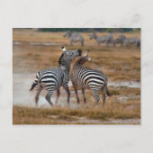 Kenia - Nairobi - Zebra's in het Amboseli National Briefkaart (Voorkant)