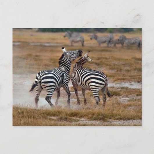 Kenia - Nairobi - Zebra's in het Amboseli National Briefkaart (Voorkant)