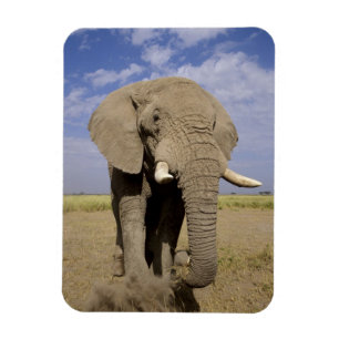 Kenia: Nationaal park Amboseli, mannelijke olifant Magneet