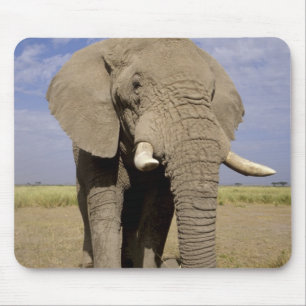 Kenia: Nationaal park Amboseli, mannelijke olifant Muismat