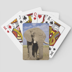 Kenia: Nationaal park Amboseli, mannelijke olifant Speelkaarten
