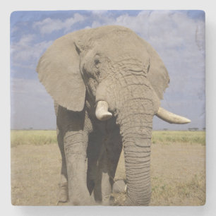 Kenia: Nationaal park Amboseli, mannelijke olifant Stenen Onderzetter