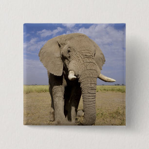 Kenia: Nationaal park Amboseli, mannelijke olifant Vierkante Button 5,1 Cm