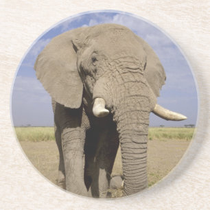 Kenia: Nationaal park Amboseli, mannelijke olifant Zandsteen Onderzetter