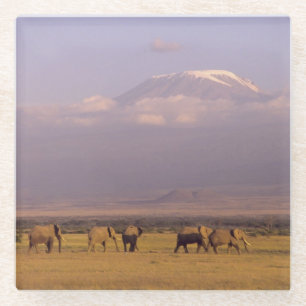Kenia: Nationaal park Amboseli, Olifanten Glazen Onderzetter